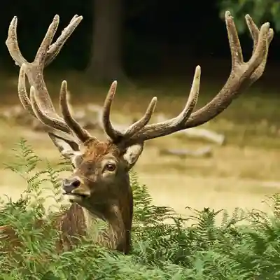 Nature A stag in Ricmond Park.