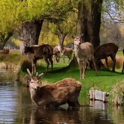 Bushy Park Deer grazing by the river.