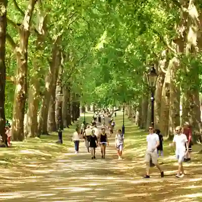 The Green Park Avenue of trees with pedestrians.