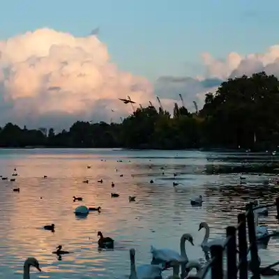 Hyde Park The Serpentine lake at dusk with wild fowl.