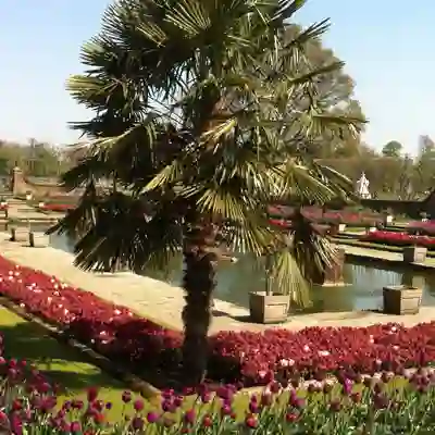 Kensington Gardens Ornamental flower beds with tropical tree.