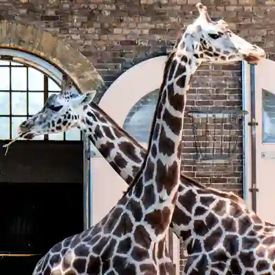 London Zoo A pair of giraffes with necks crossing.