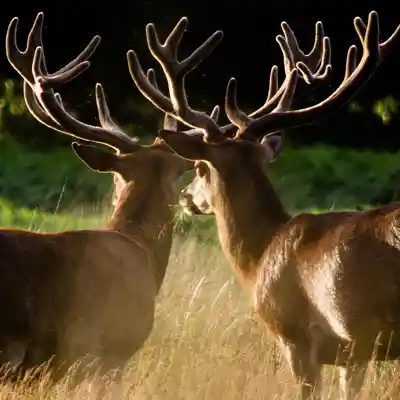 Richmond Park Two adult stags in long grass.