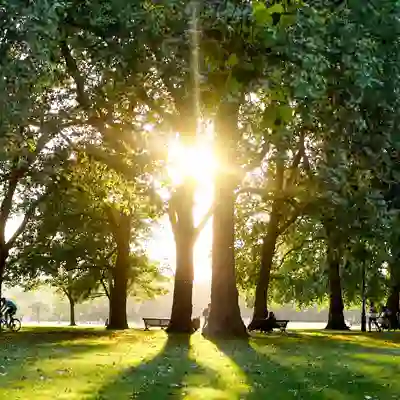 Royal Parks Sun shining through the trees of London's Hyde Park.