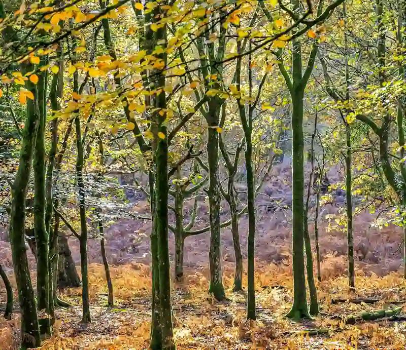 Dense woodland with autumnal colours.