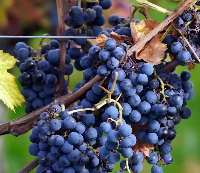 Bunches of ripe red grapes.