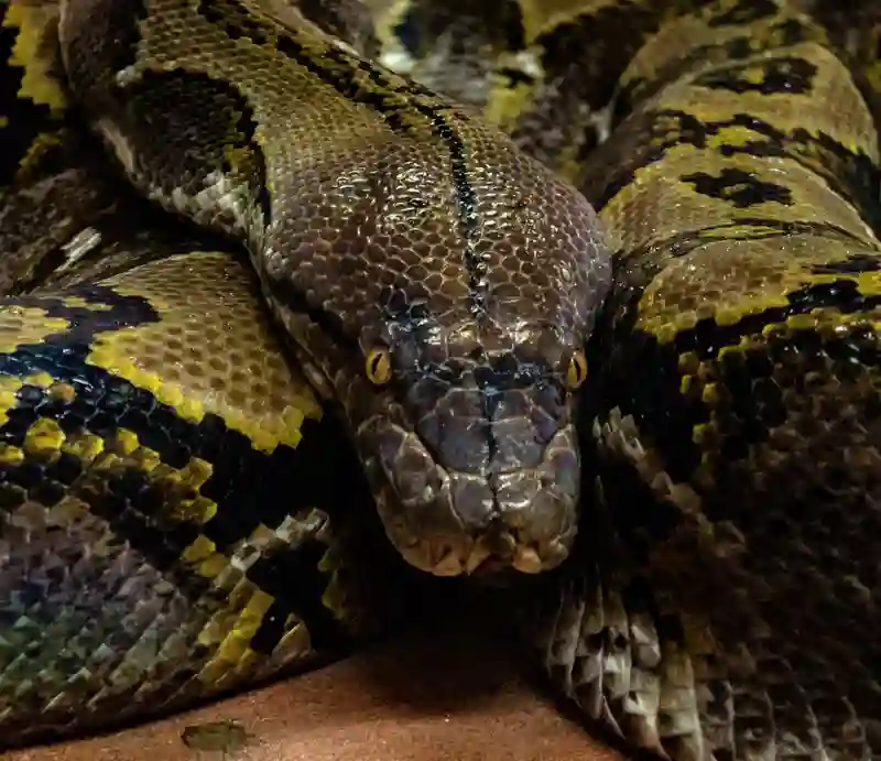 Burmese Python Coiled up looking hypnotically into the camera.