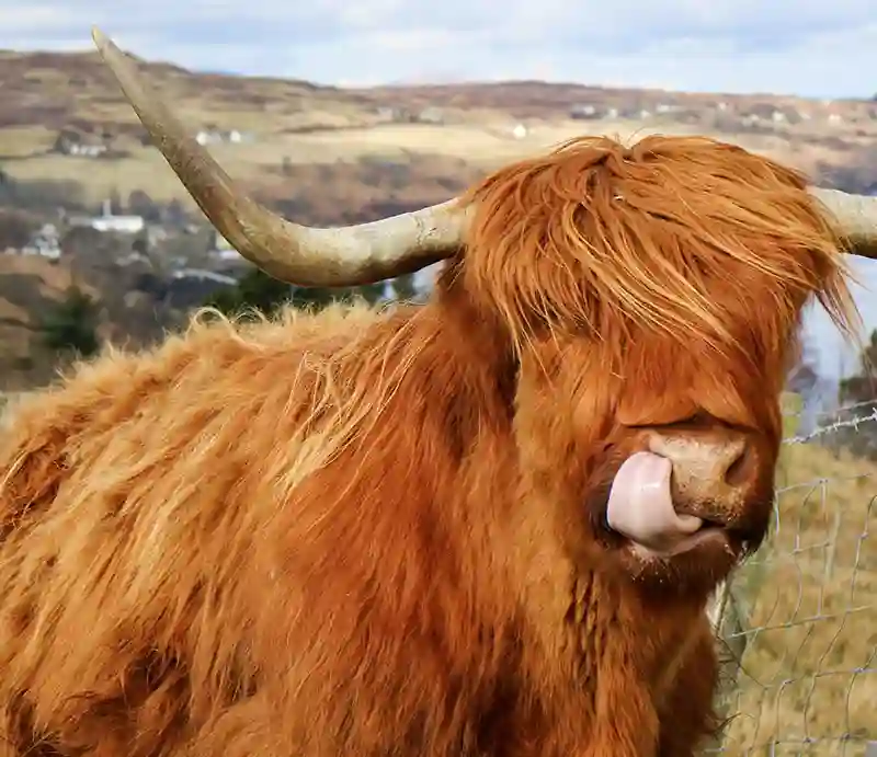 Highland cow With mature horns, shaggy red coat and tongue protruding.