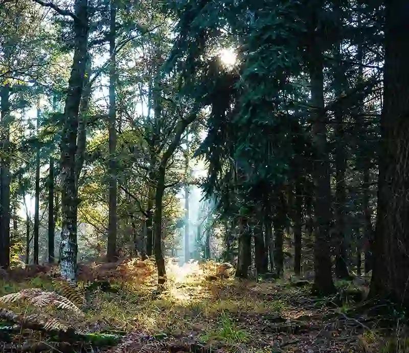 Sun shining through the trees.