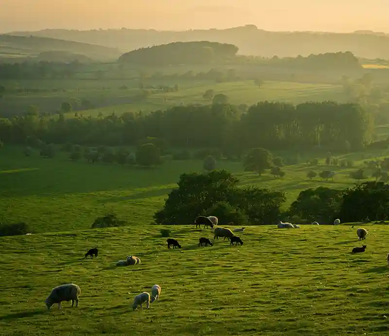 Yorkshire Dales Grazing sheep with a misty backdrop.
