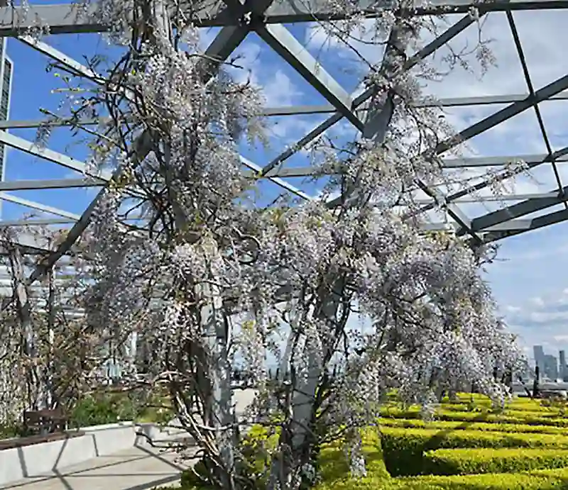 Garden at 120 Trees and shrubs under lattice roof.