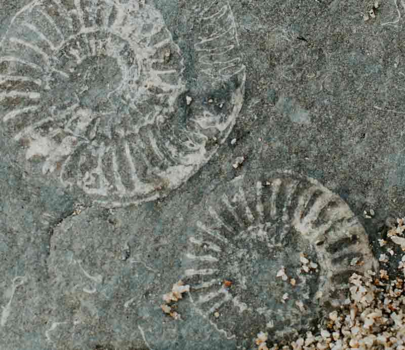 Ammonites Fossils in Jurassic Coast rock.