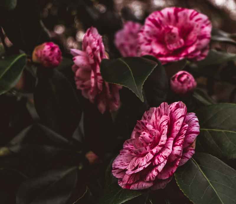 Beautiful pink and white blooms.