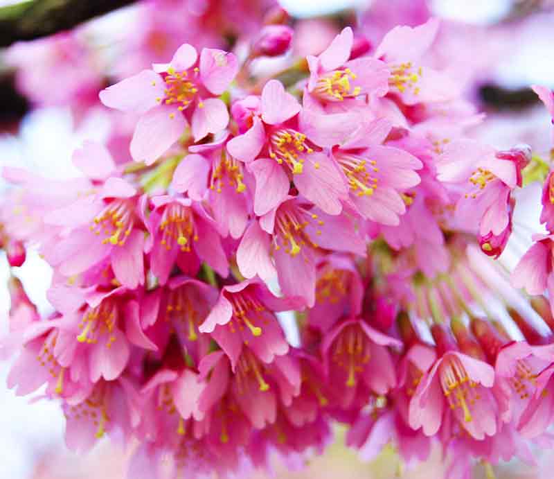 Beautiful pink blooms.