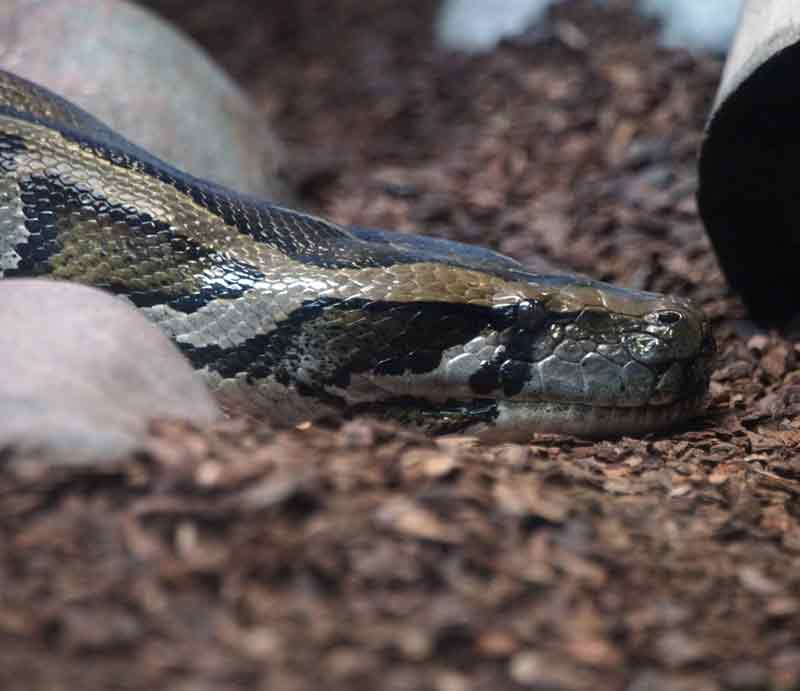 Side on to head in cage with gravel and rocks.