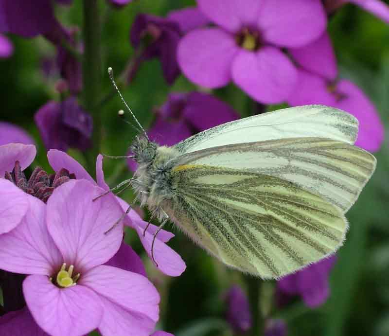 On purple flower.