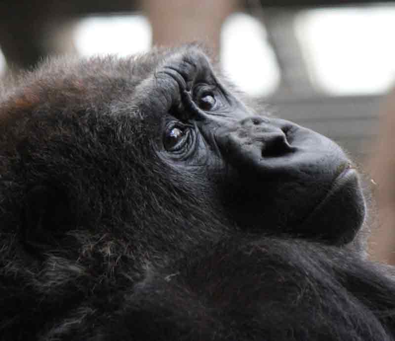 Adult looking over shoulder.