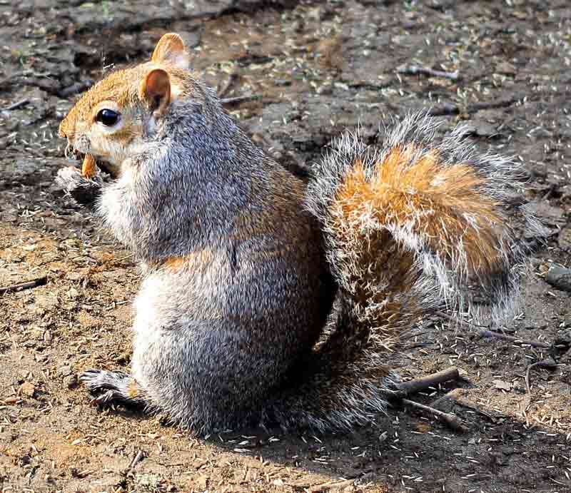 A grey squirrel enjoying a tasty nut.