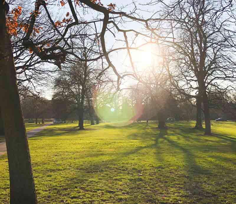 Sun glinting through the trees.