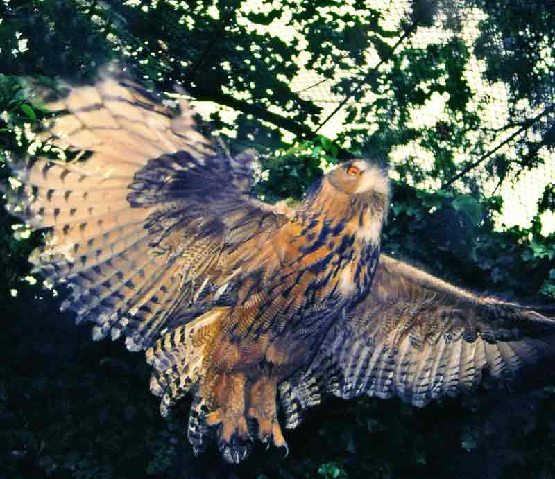 Undersaide of bird in flight.