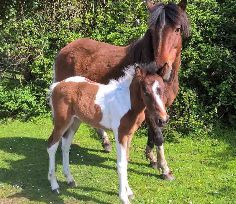 New Forest ponies A mare with her foal in dappled sunlight.