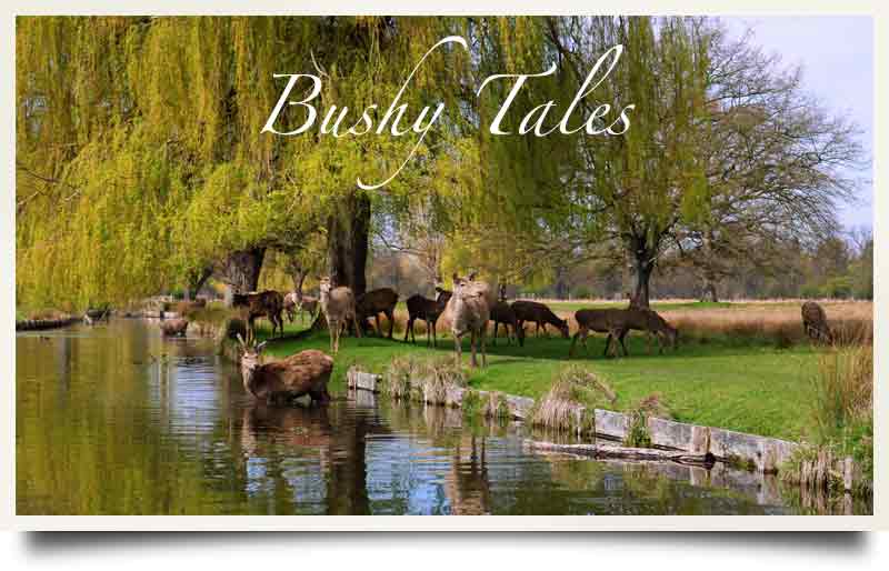 Deer and willow trees by the river.
