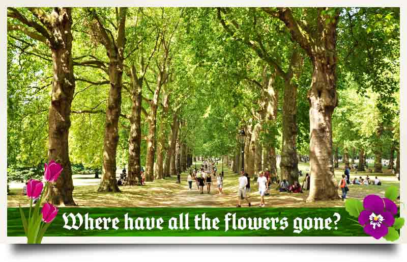 Avenue of trees with pedestrians and caption 'Where have all the flowers gone?'.