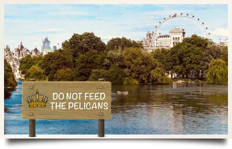 The lake with trees with caption 'Do not feed the pelicans'.
