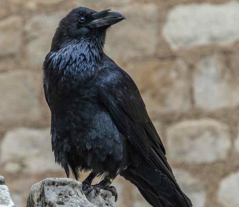 Raven at the Tower of London Black bird perched on ancient stone.