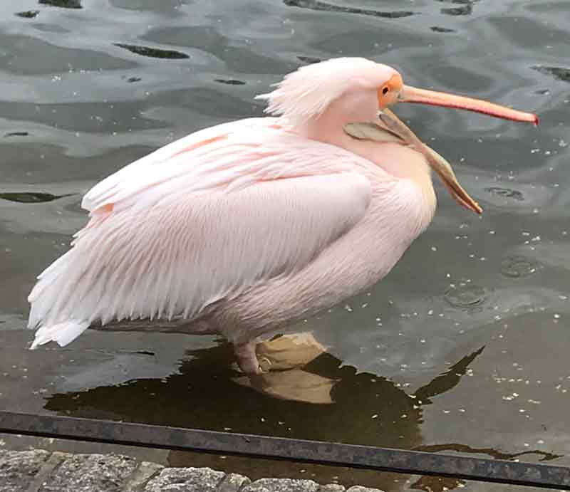 With beak open standing in shallow water.